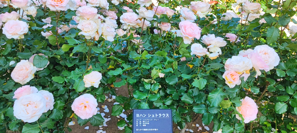 柏の葉公園